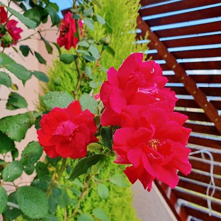 Rosinha Country House Vale de Cambra Esterno foto