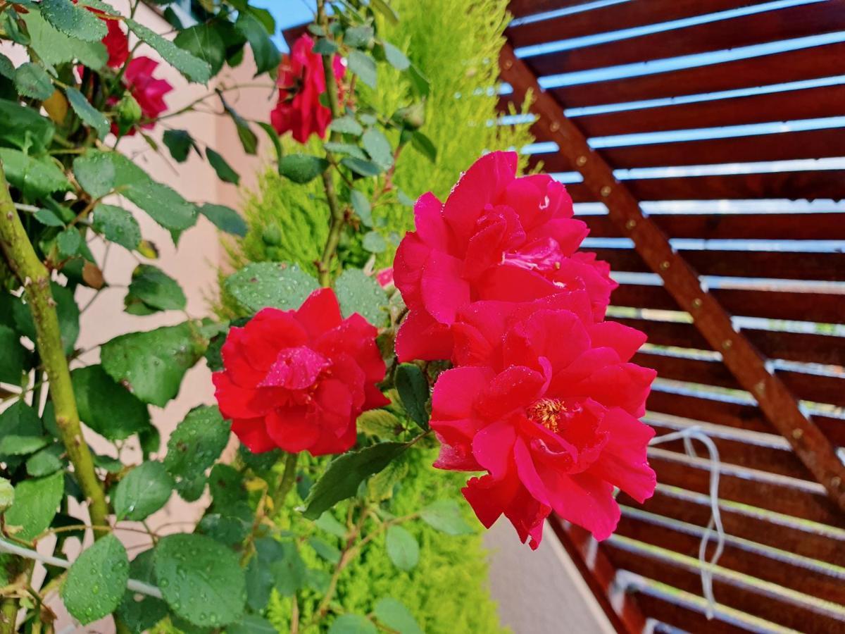 Rosinha Country House Vale de Cambra Esterno foto
