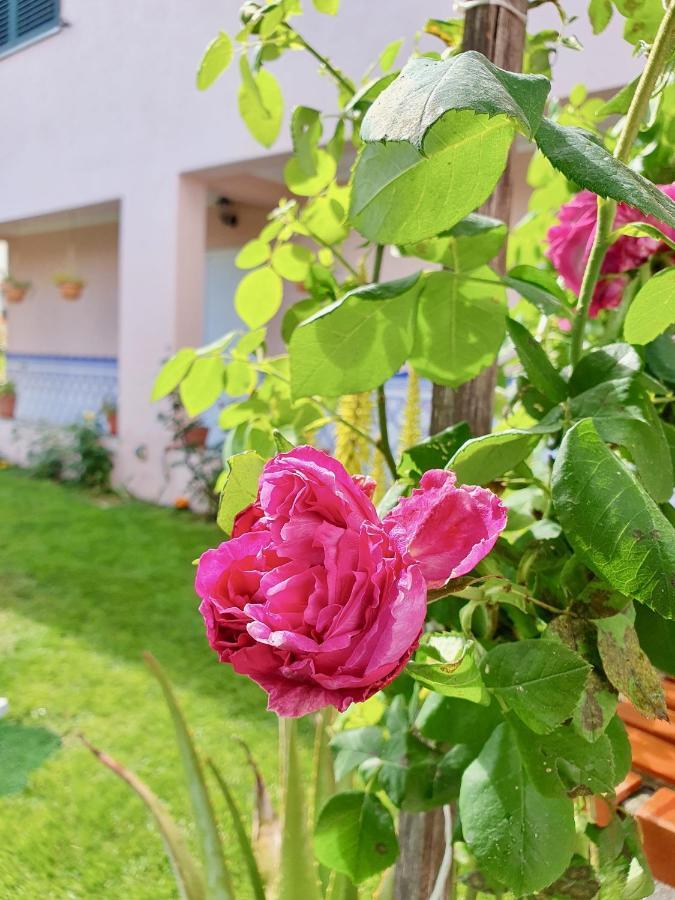 Rosinha Country House Vale de Cambra Esterno foto